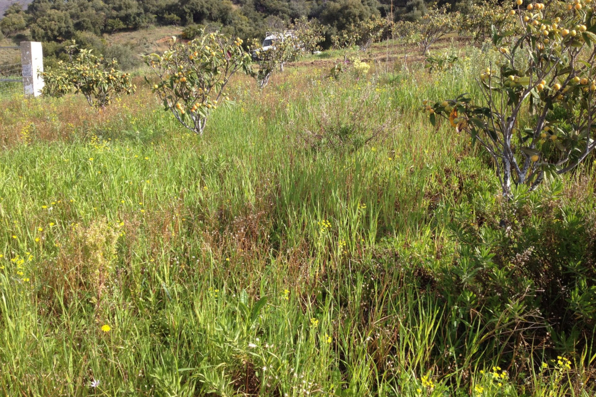 Reventa - Plot - Land - Estepona - Estepona Centro