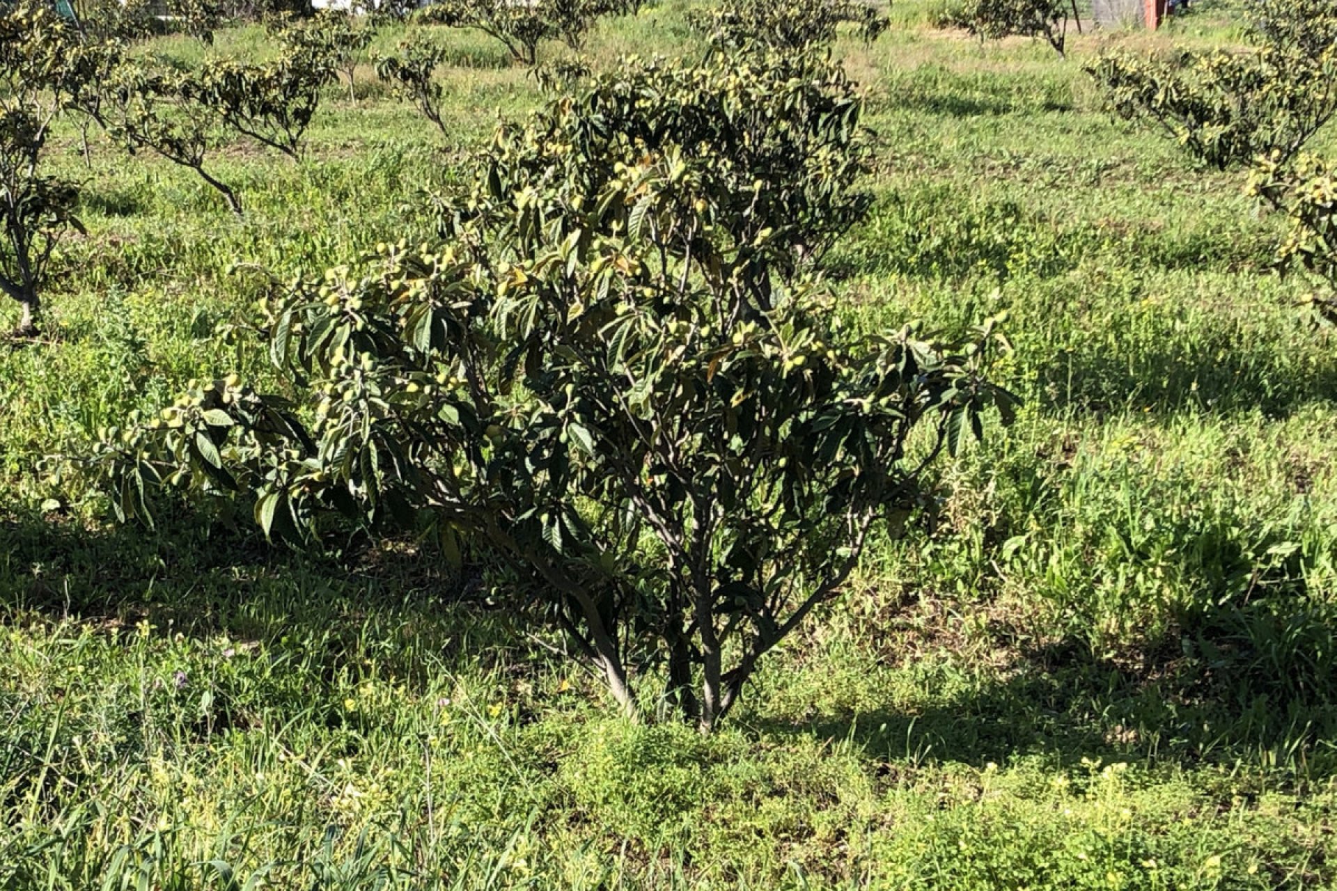 Reventa - Plot - Land - Estepona - Estepona Centro