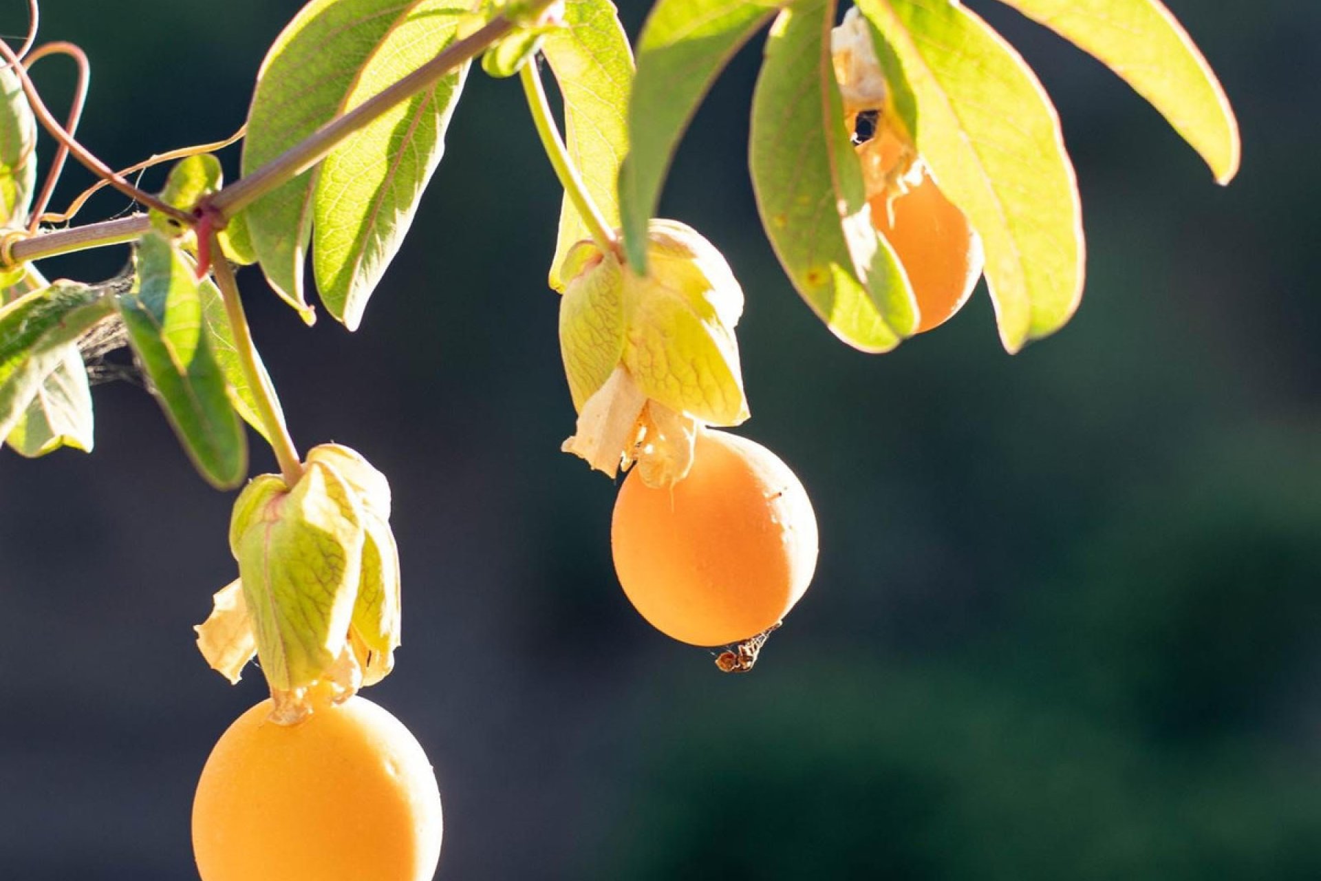 Reventa - Plot - Land - Estepona - Estepona Centro