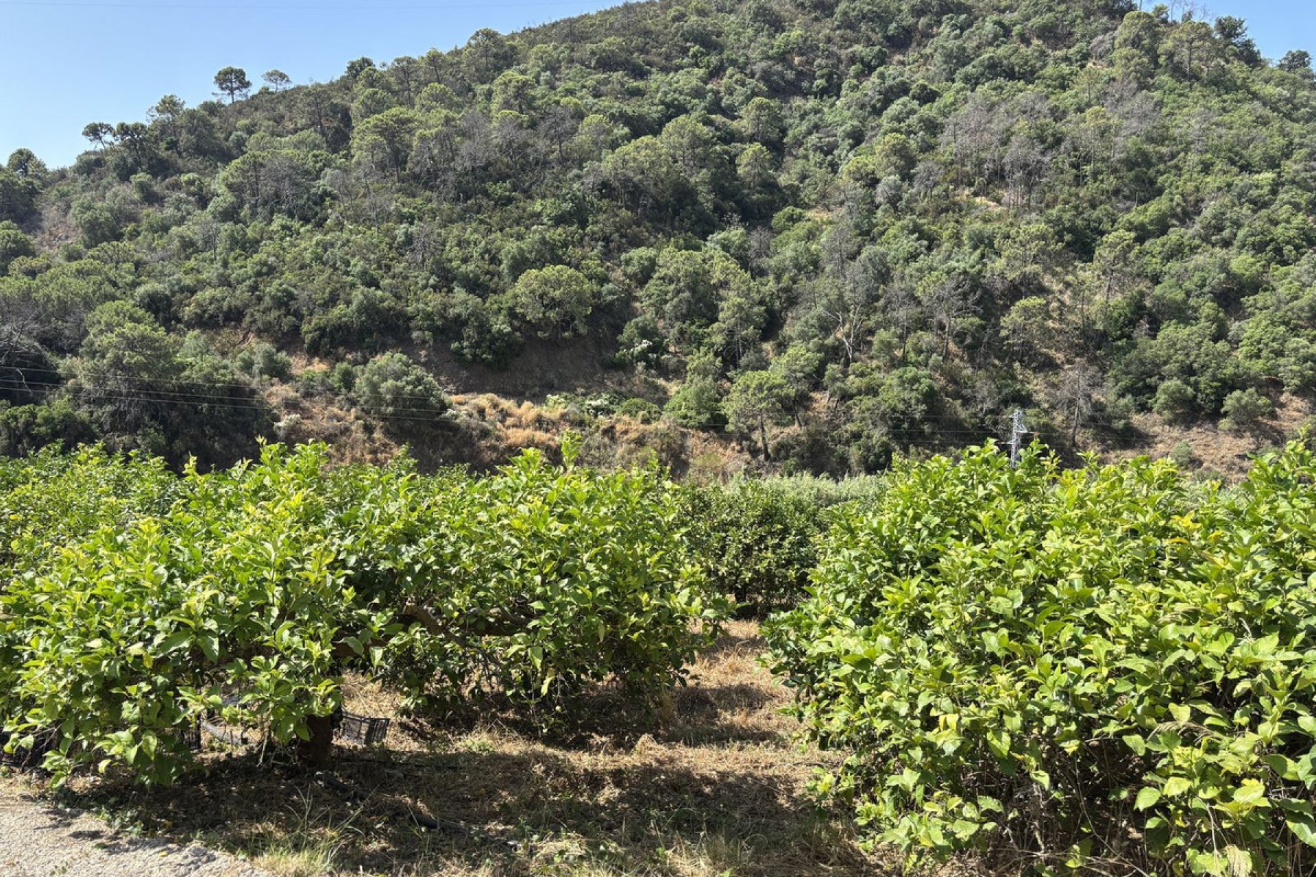 Reventa - Plot - Land - Estepona - Estepona Centro