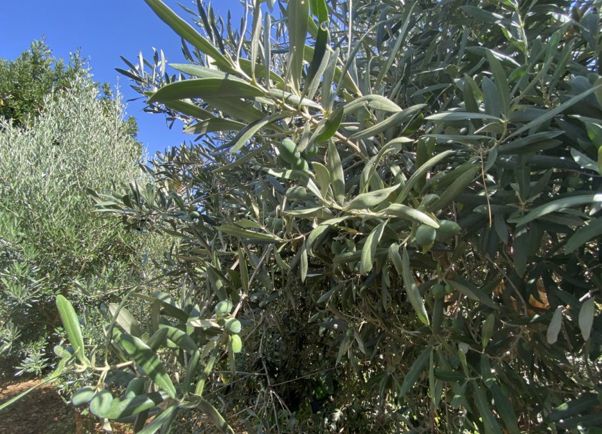 Resale - House - Finca - Cortijo - Estepona - Estepona Centro