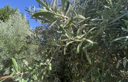 Resale - House - Finca - Cortijo - Estepona - Estepona Centro