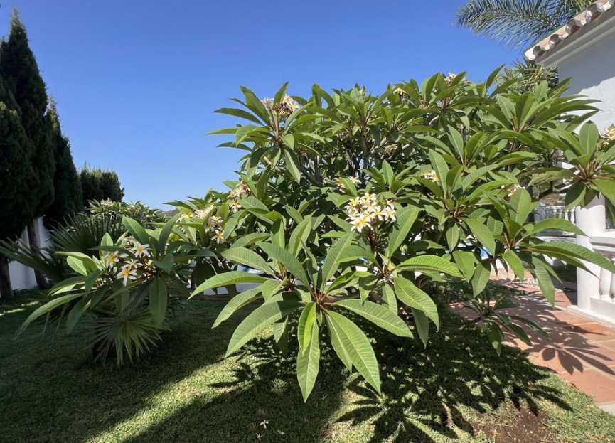 Resale - House - Finca - Cortijo - Estepona - Estepona Centro