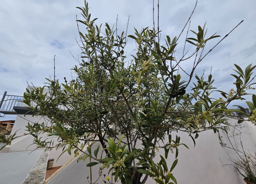 Reventa - Apartment - Top Floor Apartment - Estepona - Estepona Centro