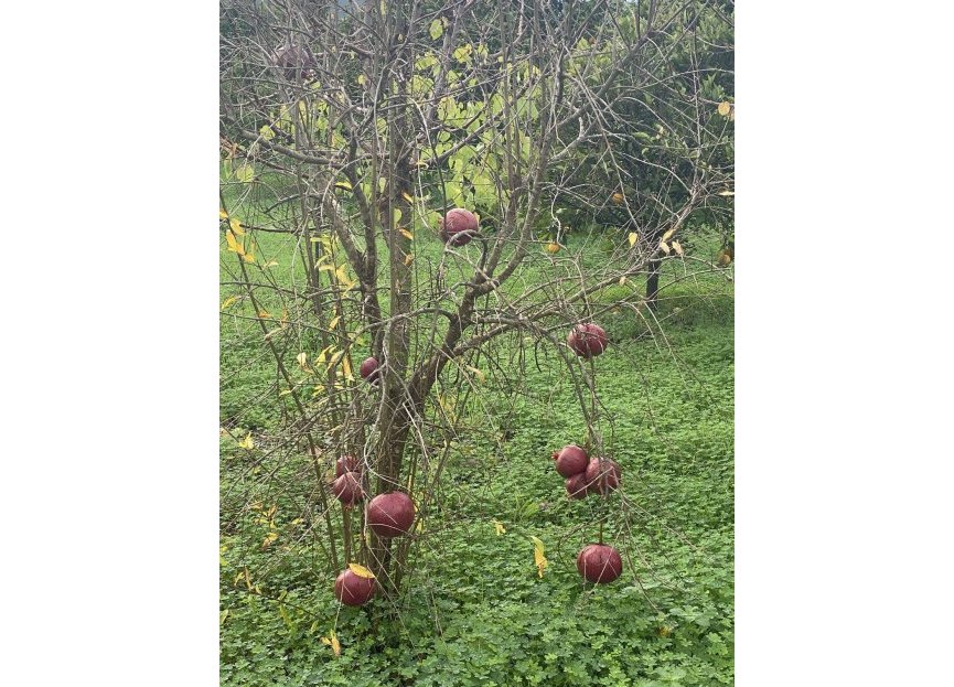 Resale - Plot - Land - Sotogrande