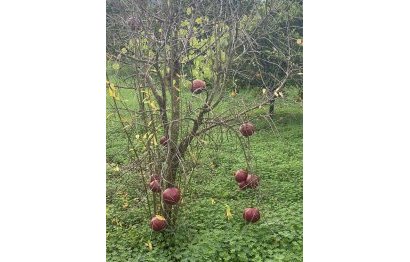 Resale - Plot - Land - Sotogrande