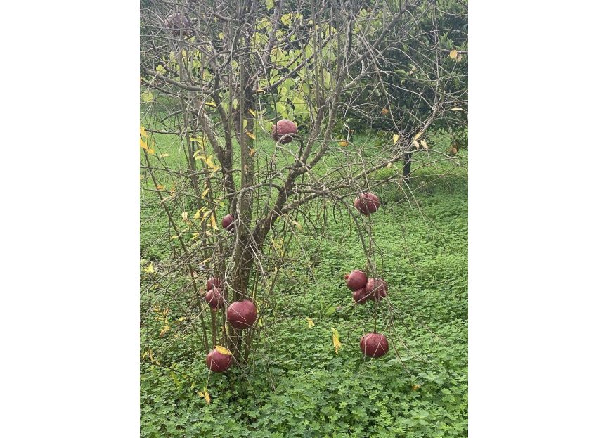 Resale - Plot - Land - Sotogrande