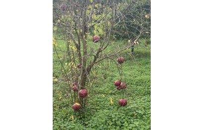 Resale - Plot - Land - Sotogrande