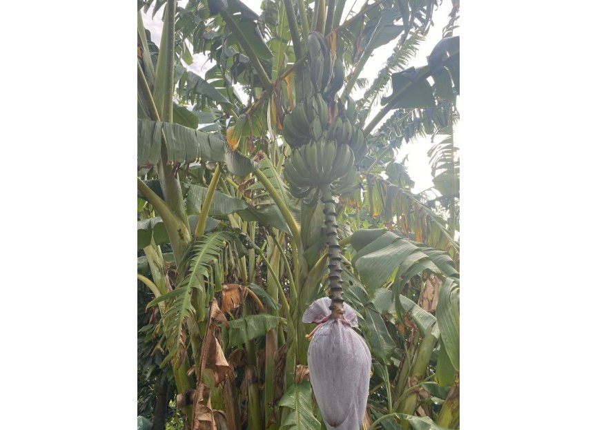 Resale - Plot - Land - Sotogrande