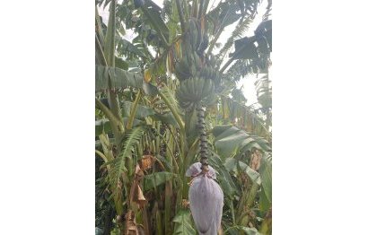 Resale - Plot - Land - Sotogrande