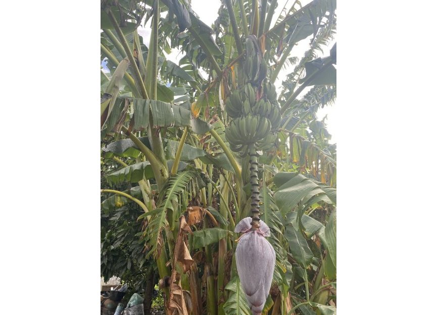 Resale - Plot - Land - Sotogrande