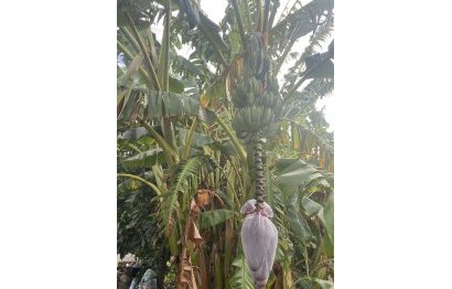 Resale - Plot - Land - Sotogrande