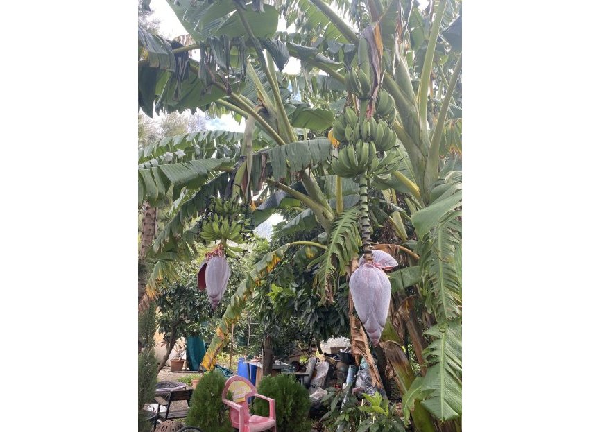 Resale - Plot - Land - Sotogrande