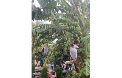 Resale - Plot - Land - Sotogrande