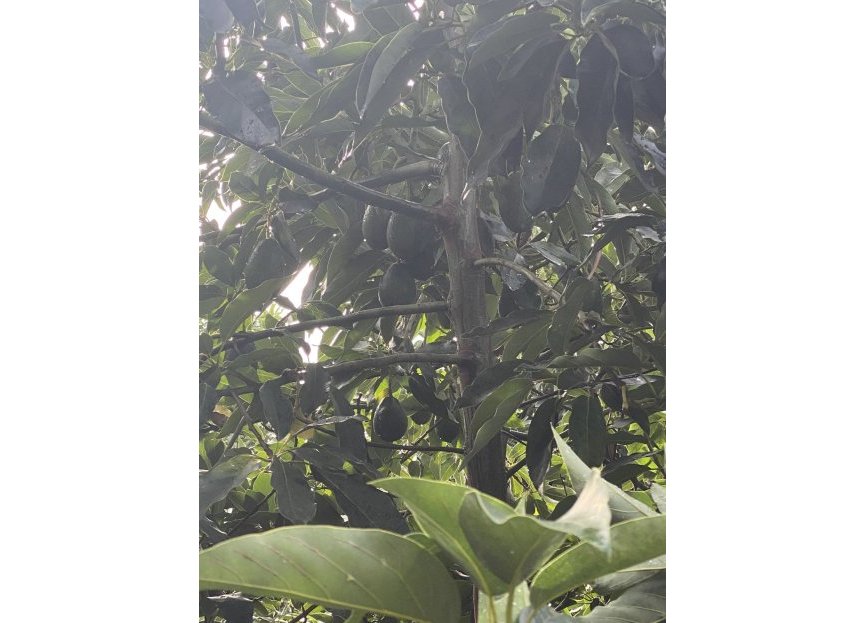 Resale - Plot - Land - Sotogrande