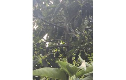 Resale - Plot - Land - Sotogrande