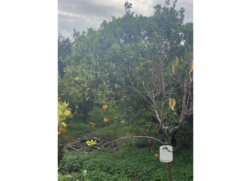 Resale - Plot - Land - Sotogrande