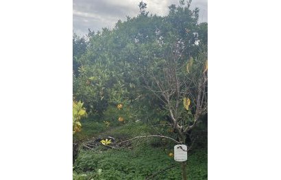 Resale - Plot - Land - Sotogrande