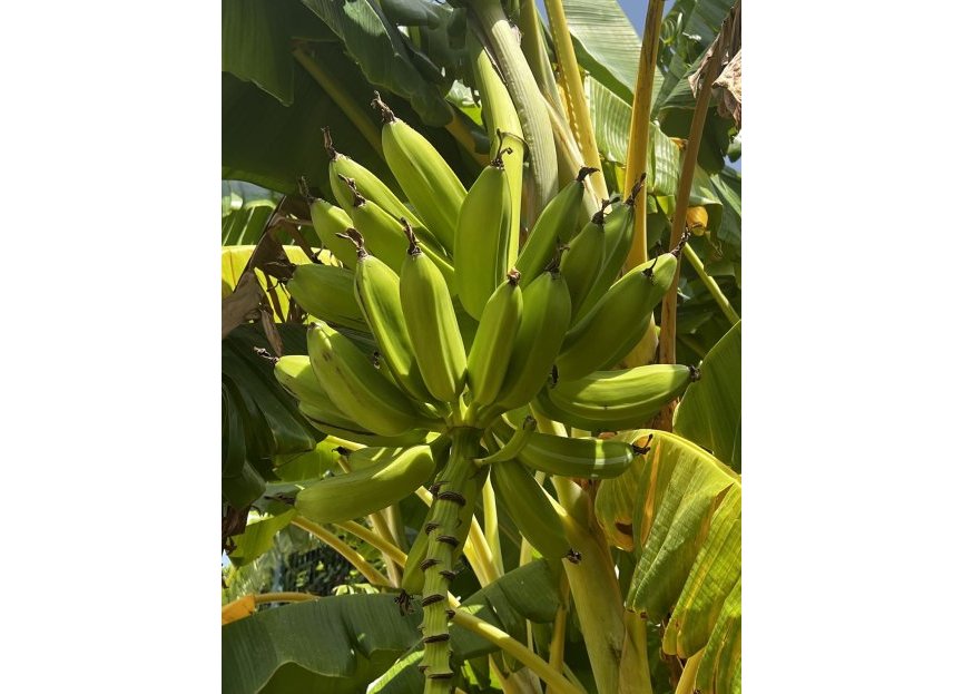 Resale - House - Detached Villa - Estepona - Estepona Centro