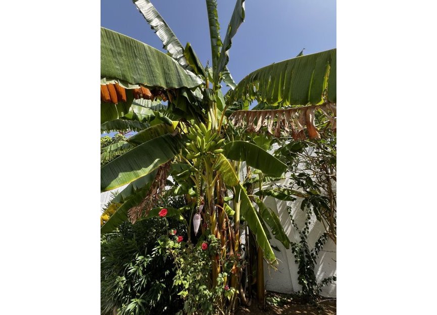 Resale - House - Detached Villa - Estepona - Estepona Centro