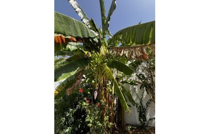 Resale - House - Detached Villa - Estepona - Estepona Centro