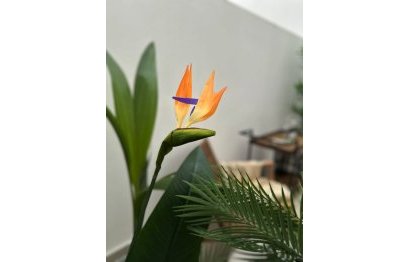 Reventa - Ground floor apartment - Estepona - Estepona Centro