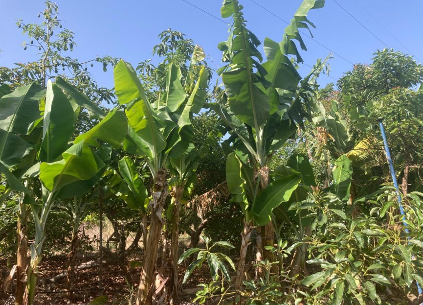 Resale - House - Estepona