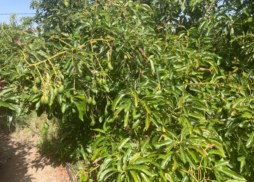 Resale - House - Estepona