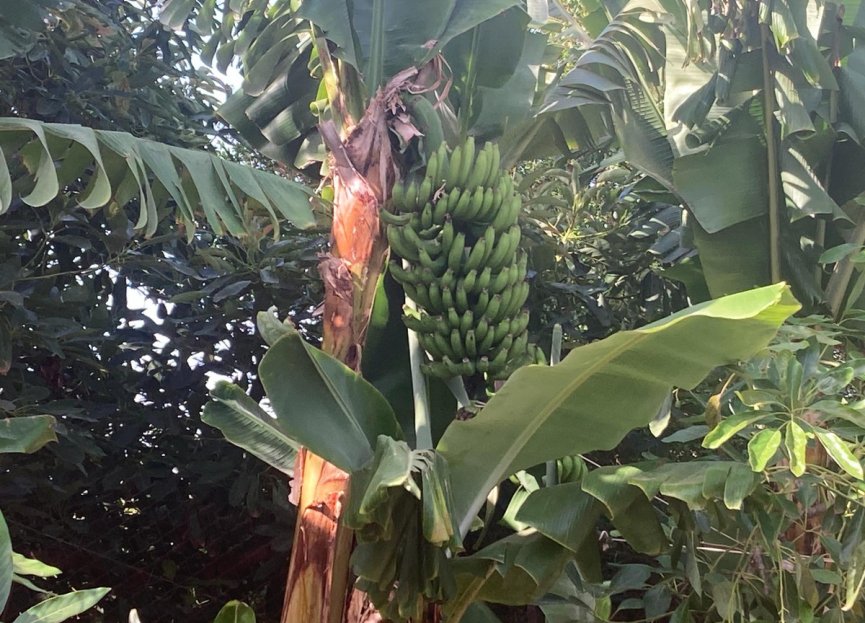 Resale - House - Estepona