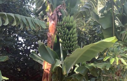 Resale - House - Estepona