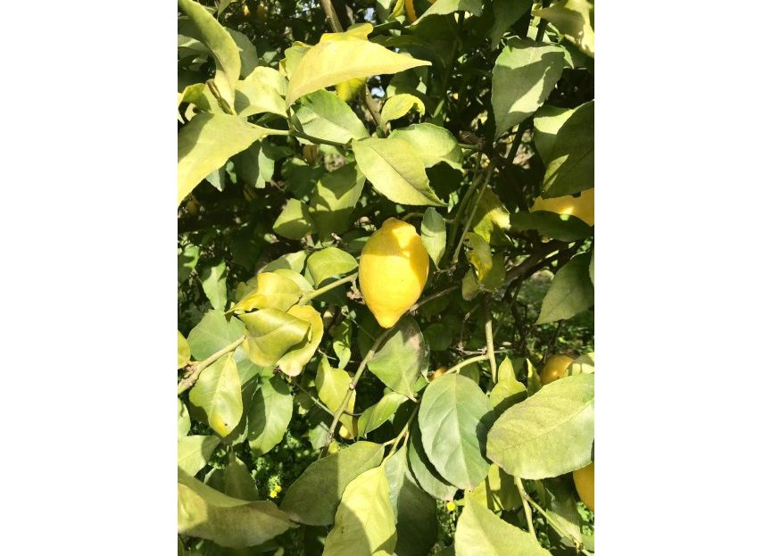 Reventa - Casa - Estepona