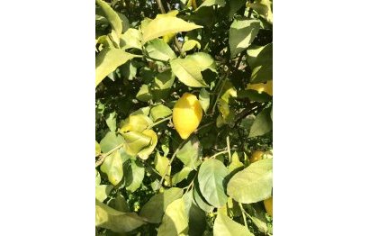 Reventa - Casa - Estepona