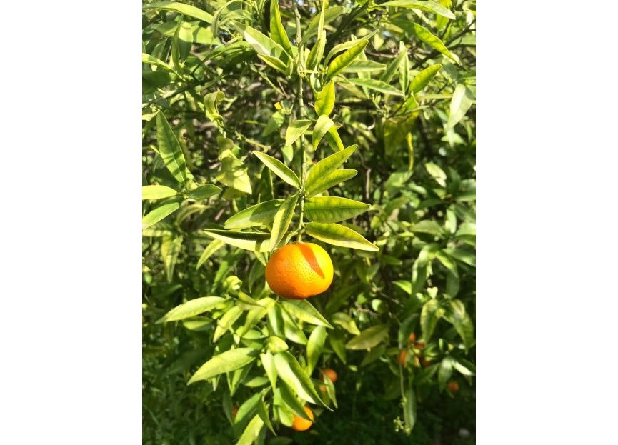 Reventa - Casa - Estepona