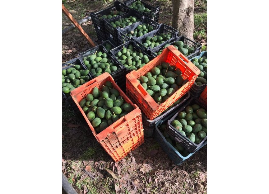 Reventa - Casa - Estepona