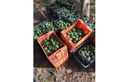 Reventa - Casa - Estepona