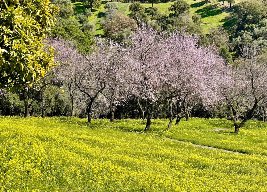 Reventa - Plot - Land - Casares - Casares Centro