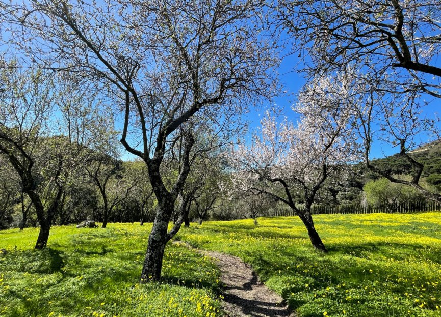 Reventa - Plot - Land - Casares - Casares Centro