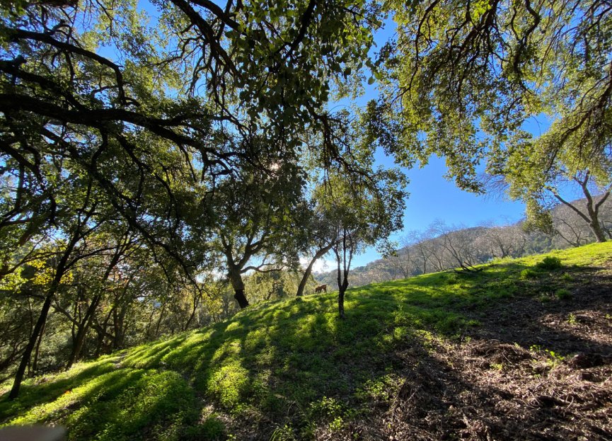 Reventa - Plot - Land - Casares - Casares Centro