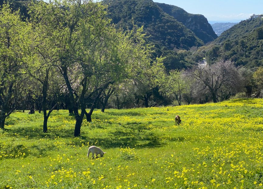 Resale - Plot - Land - Casares - Casares Centro