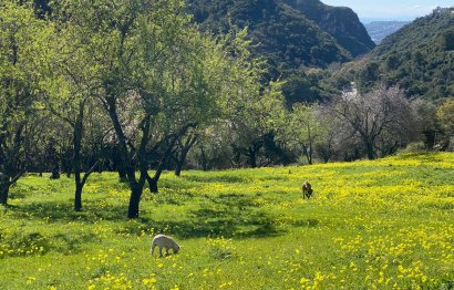 Reventa - Plot - Land - Casares - Casares Centro