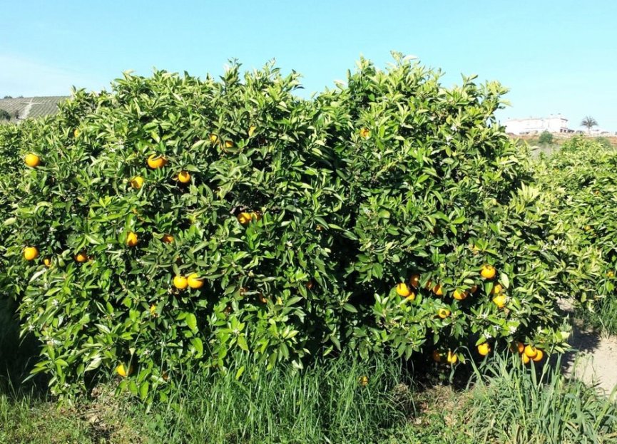 Reventa - House - Finca - Cortijo - Manilva - San Luis de Sabinillas