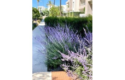 Resale - Ground floor apartment - Estepona - Cancelada