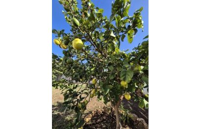 Resale - House - Detached Villa - Marbella - San Pedro De Alcantara