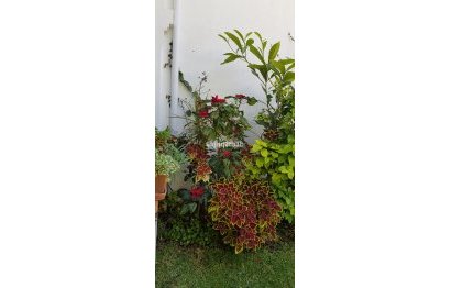 Resale - House - Detached Villa - Estepona - New Golden Mile