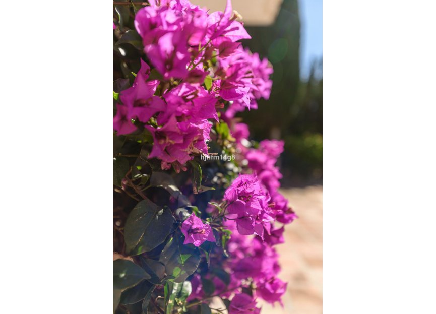 Reventa - House - Detached Villa - Marbella - Nueva Andalucia