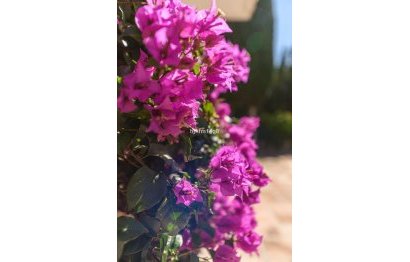 Reventa - House - Detached Villa - Marbella - Nueva Andalucia