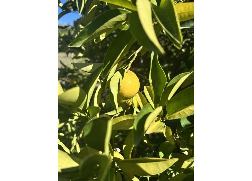 Reventa - House - Finca - Cortijo - Estepona - New Golden Mile