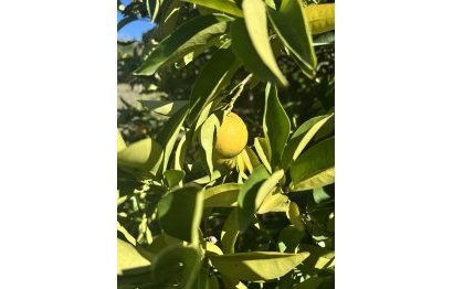 Reventa - House - Finca - Cortijo - Estepona - New Golden Mile