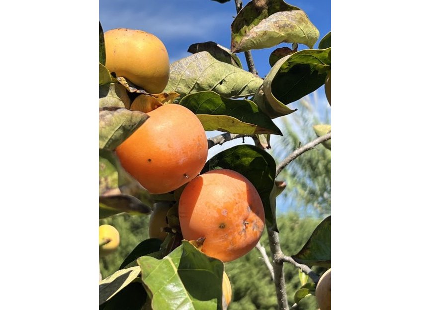 Reventa - House - Finca - Cortijo - Estepona - New Golden Mile