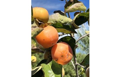 Reventa - House - Finca - Cortijo - Estepona - New Golden Mile